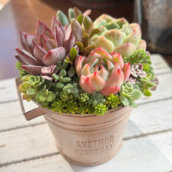 ペルシア 多肉植物 エケベリア 抜き苗 大苗 多肉植物 galleryk's植物