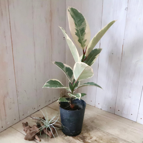 斑入り♡フィカス♡ティケネ♡ゴムの木♡観葉植物♡ アートフラワー