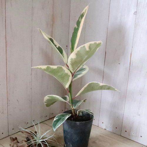 斑入り♡フィカス♡ティケネ♡ゴムの木♡観葉植物♡ アートフラワー