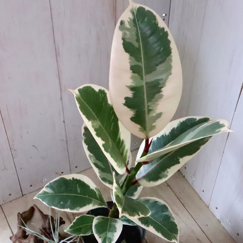 斑入り♡フィカス♡ティケネ♡ゴムの木♡観葉植物♡ アートフラワー