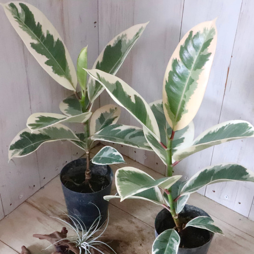 斑入り♡フィカス♡ティケネ♡ゴムの木♡観葉植物♡ アートフラワー