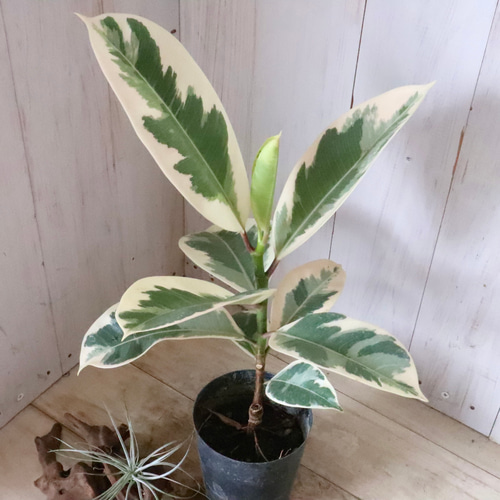 斑入り♡フィカス♡ティケネ♡ゴムの木♡観葉植物♡ アートフラワー