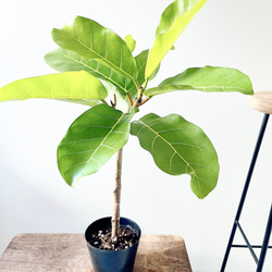 【特A品】オリーブ チプレッシーノ Lサイズ 観葉植物 calm cafe 特A品】オリーブ チプレッシーノ Lサイズ 観葉植物 calm cafe