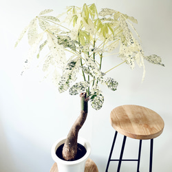 特A品】オリーブ チプレッシーノ Lサイズ 観葉植物 calm cafe