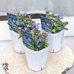 ダージリン! トロールビーズ紫陽花イメージ４個セットハイドランジア 57ffeedf-876f-4462-8ac2-