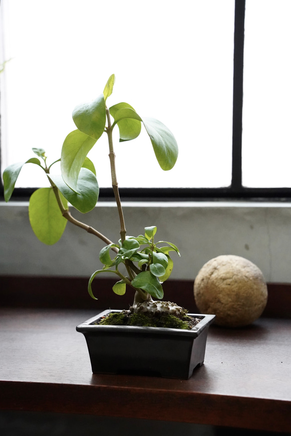 ヒドノフィツム フォルミカルム｜希少コーデックス・盆栽仕立て（塊根