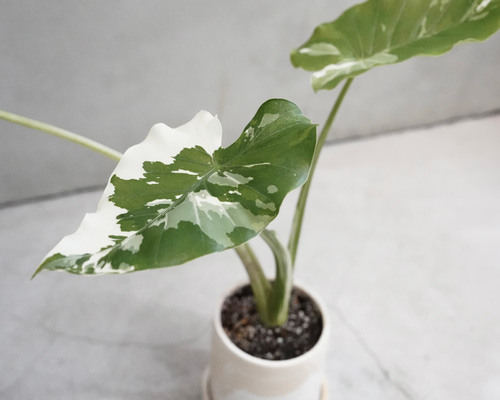 4edae2acc02cf597ef5f6185a79fe5