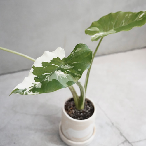 斑入りクワズイモ｜上質な室内グリーン｜光と葉のアート 一輪挿し