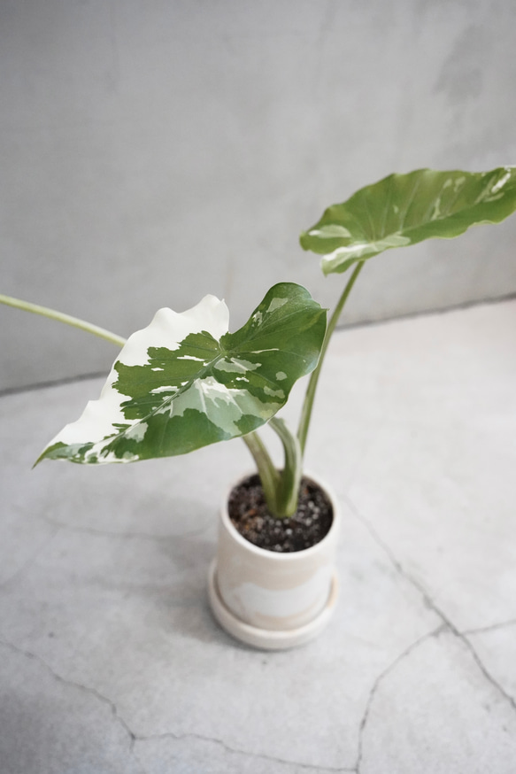 斑入りクワズイモ｜上質な室内グリーン｜光と葉のアート 一輪挿し