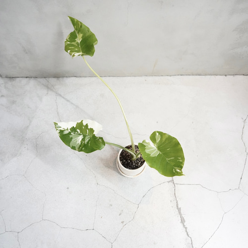 斑入りクワズイモ｜上質な室内グリーン｜光と葉のアート 一輪挿し