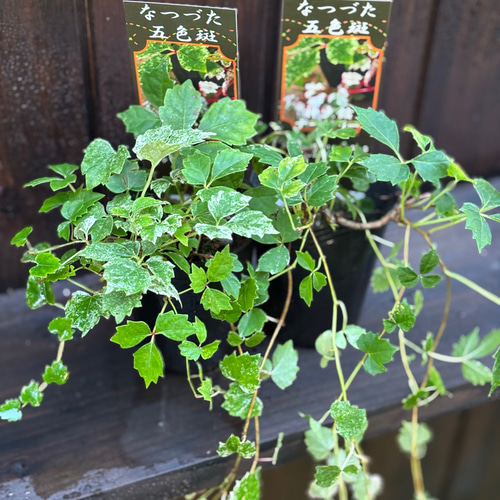五色蔦(希少品)