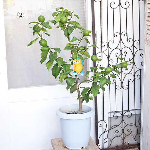 現品販売 果樹苗 実付き レモンの木 ビアフランカ 8号 H90