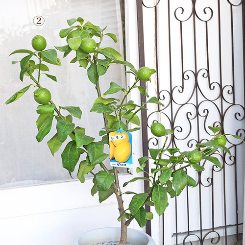 現品販売 果樹苗 実付き レモンの木 ビアフランカ 8号 H90～110cm 家庭