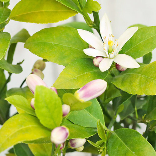 現品販売 果樹苗 実付き レモンの木 ビアフランカ 8号 H90～110cm 家庭