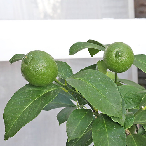 柑橘　果樹苗　トゲなしレモン　ビアフランカ　苗木 000000001135_FkZ4zOv.jpg