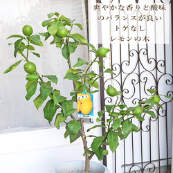 現品販売 果樹苗 実付き レモンの木 ビアフランカ 8号 H90～110cm 家庭