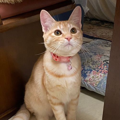 うちの子オーダー2025 猫とネームor猫とお花 手刺繍のフレーム その他