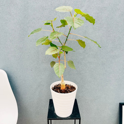 ［現品］10番　柱サボテン　鬼面角 ブランチ　3本植え　8号　観葉植物　室内 大人気 柱サボテン ブランチ 鬼面角 7号 Branch サボテン 観葉
