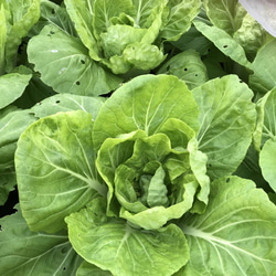 広島菜　種　オーガニック　固定種　50粒 1枚目の画像