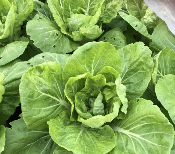 広島菜　種　オーガニック　固定種　50粒 1枚目の画像