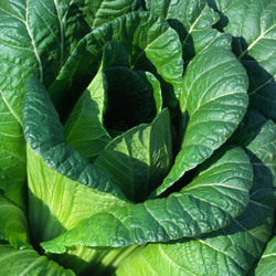 広島菜　種　オーガニック　固定種　50粒 2枚目の画像