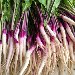 日野菜かぶ　種　オーガニック　固定種　50粒 2枚目の画像