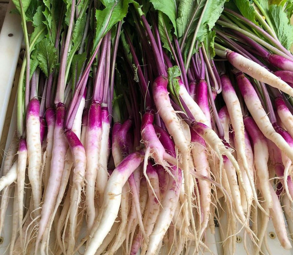 日野菜かぶ　種　オーガニック　固定種　50粒 2枚目の画像