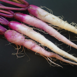 日野菜かぶ　種　オーガニック　固定種　50粒 1枚目の画像