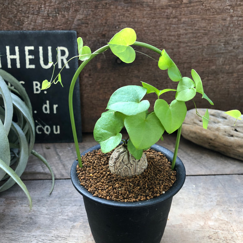 亀甲竜　7号鉢　希少　塊根植物 亀甲竜 7号鉢 希少 塊根植物