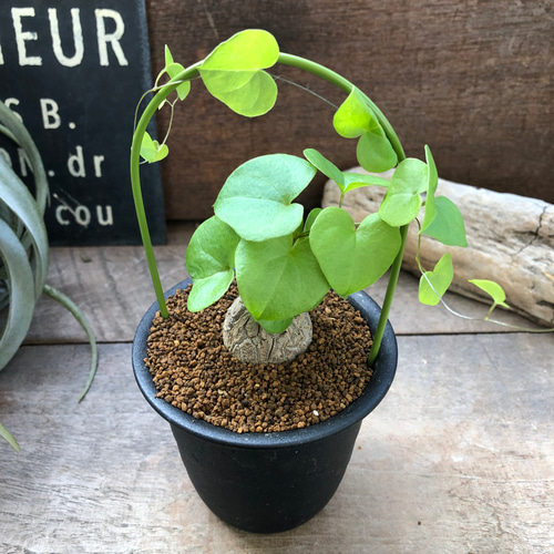 亀甲竜希少♡アーチ♡ハート型の葉っぱ♡塊根植物♡多肉植物♡ アート
