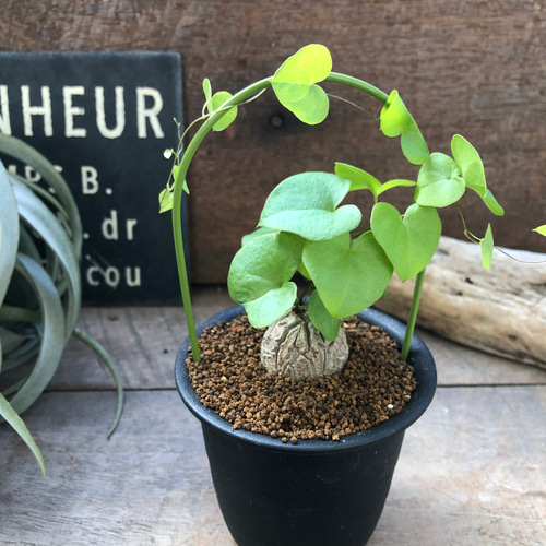 亀甲竜希少♡アーチ♡ハート型の葉っぱ♡塊根植物♡多肉植物♡ アート