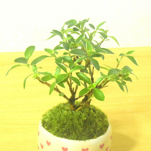 POTOCO 斑入り 白丁花 ハクチョウゲ 観葉植物 陶器鉢 盆栽 小品盆栽 苔