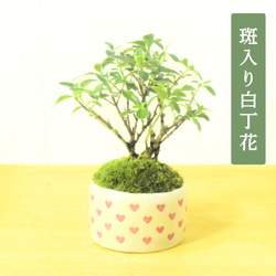 POTOCO 八房 杉 盆栽 観葉植物 陶器鉢 プランター 小品盆栽 苔玉 苔