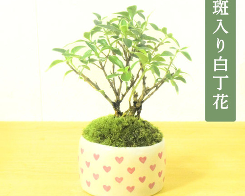 POTOCO 斑入り 白丁花 ハクチョウゲ 観葉植物 陶器鉢 盆栽 小品盆栽 苔