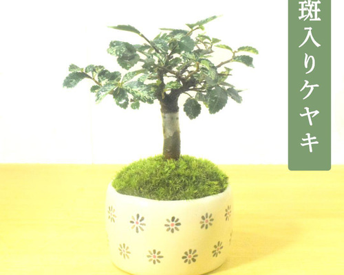 POTOCO 斑入り ケヤキ 欅 観葉植物 陶器鉢 盆栽 豆盆栽 苔玉 ギフト