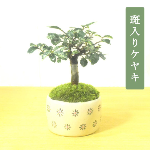 POTOCO 斑入り ケヤキ 欅 観葉植物 陶器鉢 盆栽 豆盆栽 苔玉 ギフト