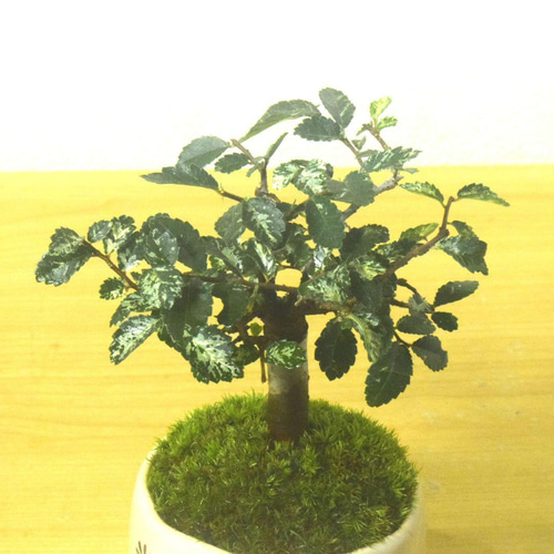 POTOCO 斑入り ケヤキ 欅 観葉植物 陶器鉢 盆栽 豆盆栽 苔玉 ギフト