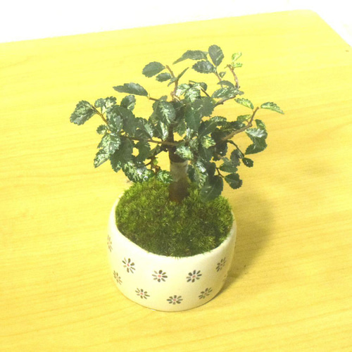 POTOCO 斑入り ケヤキ 欅 観葉植物 陶器鉢 盆栽 豆盆栽 苔玉 ギフト