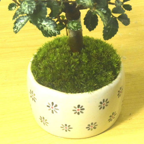 POTOCO 斑入り ケヤキ 欅 観葉植物 陶器鉢 盆栽 豆盆栽 苔玉 ギフト