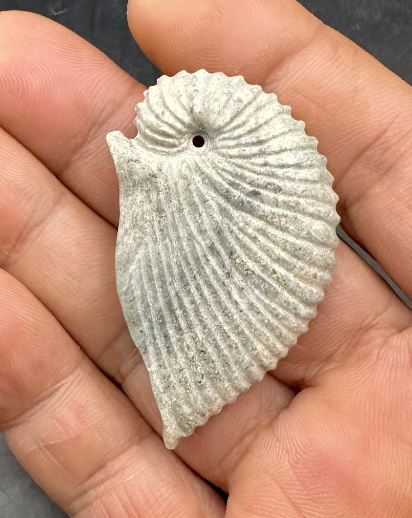 2025.9.10番外　天使貝　新潟青岩