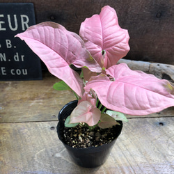 超希少❗️フィカス　リラータ　カシワバゴム　斑入り✨ カシワバゴム（フィカス・リラータ）斑入り 3号ポット Ficus lyrata