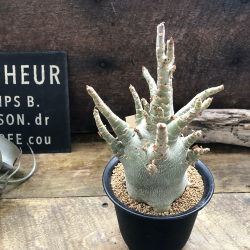 アデニウム♡アラビカム♡塊根植物♡蛸足♡観葉植物 アートフラワー