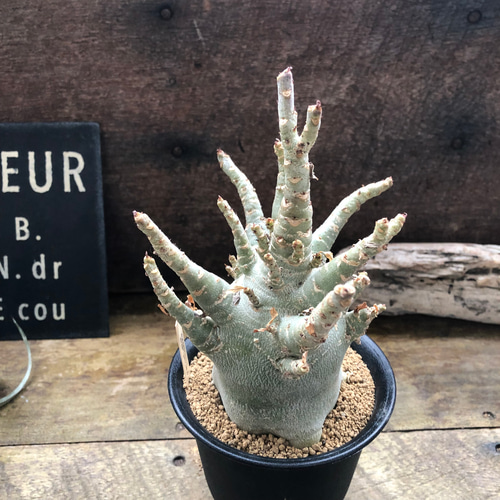 アデニウム♡アラビカム♡塊根植物♡蛸足♡観葉植物 アートフラワー