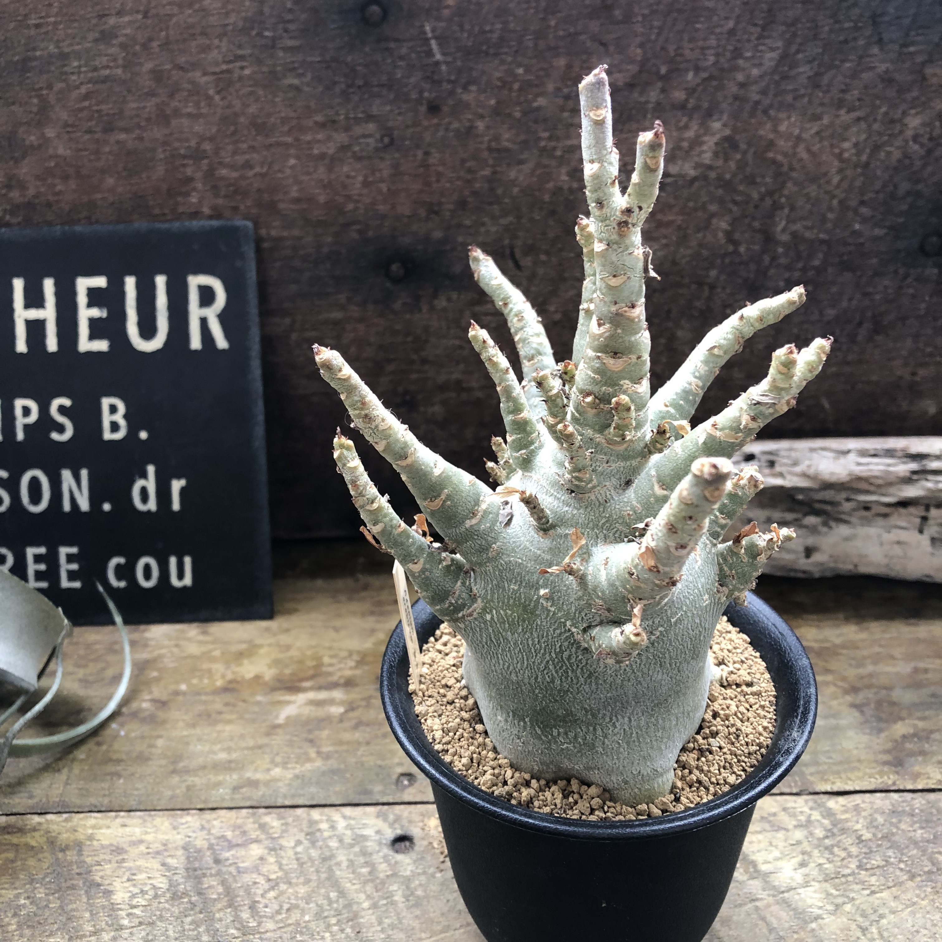 アデニウム♡アラビカム♡塊根植物♡蛸足♡観葉植物