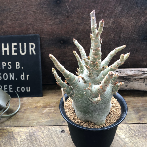 アデニウム♡アラビカム♡塊根植物♡蛸足♡観葉植物 アートフラワー