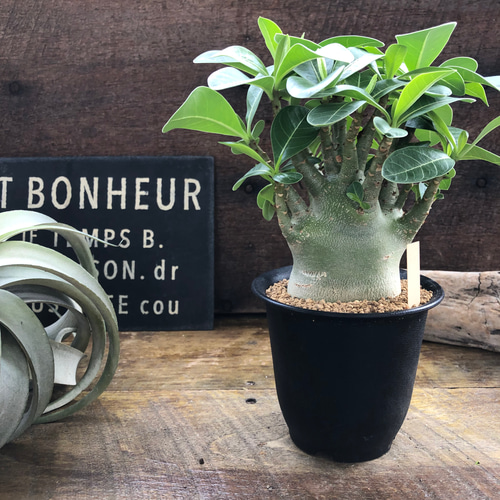 250706 塊根植物 アデニウム・アラビカム （鉢付き）AD-07 アデニウム アラビカム Adenium 6寸 陶器鉢 塊根植物 グレー