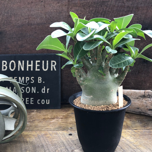 アデニウム♡アラビカム♡塊根植物♡蛸足♡観葉植物 アートフラワー