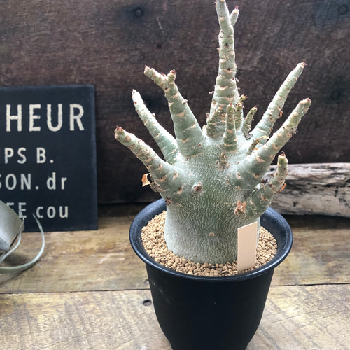 アデニウム♡アラビカム♡塊根植物♡蛸足♡観葉植物 アートフラワー