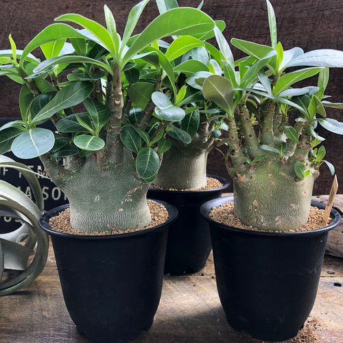 250706 塊根植物 アデニウム・アラビカム （鉢付き）AD-07 250706 塊根