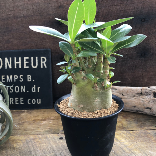 250706 塊根植物 アデニウム・アラビカム （鉢付き）AD-07 250706 塊根